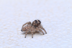 Philaeus chrysops