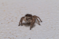 Philaeus chrysops