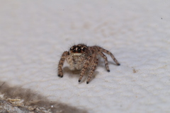 Philaeus chrysops