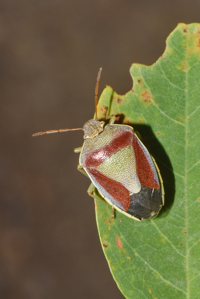 Piezodorus