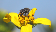 Alloscirtetica tristrigata