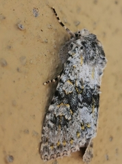 Polymixis xanthomista