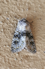 Polymixis xanthomista