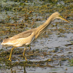 Ardeola ralloides