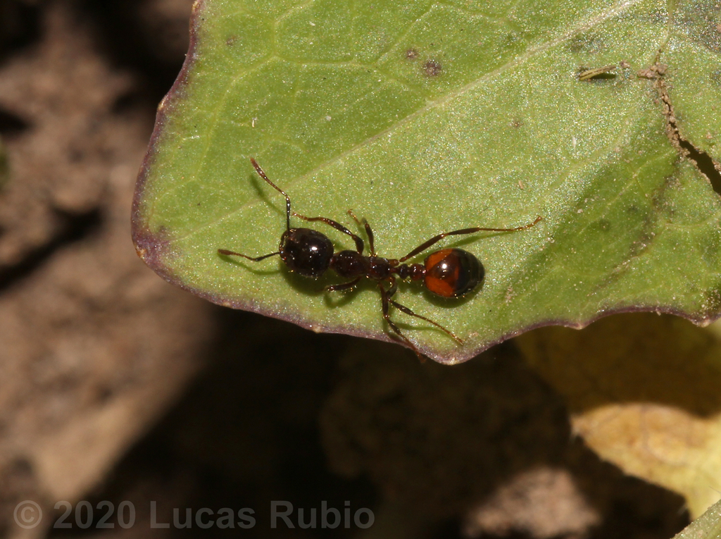 black imported fire ant