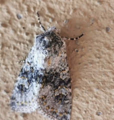 Polymixis xanthomista