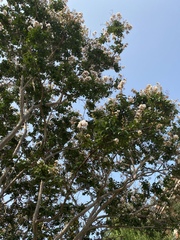 Lagerstroemia indica