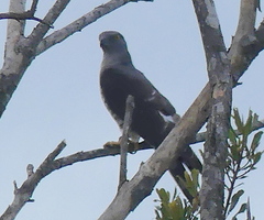 Aviceda cuculoides