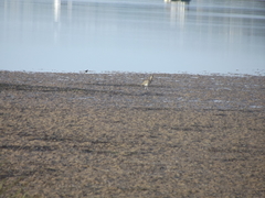 Numenius phaeopus phaeopus