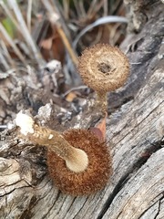 Lentinus stuppeus