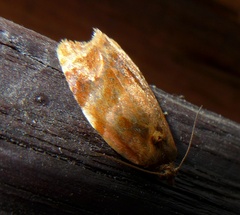 Ditula angustiorana