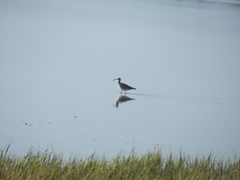 Numenius phaeopus phaeopus
