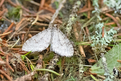 Trichopteryx carpinata