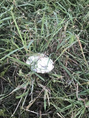 Chlorophyllum molybdites image