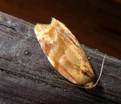 Ditula angustiorana