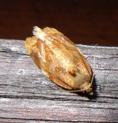 Ditula angustiorana