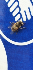 Eristalis tenax