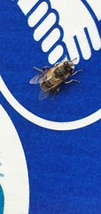 Eristalis tenax