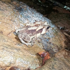 Duttaphrynus noellerti