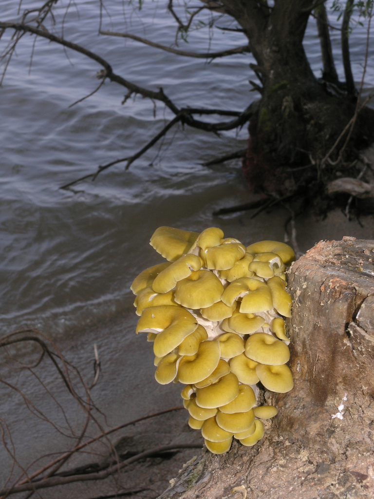 Pleurotus citrinopileatus · July 2014 · photo: © oleg_kosterin (iNaturalist, cc0)