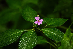 Impatiens dasysperma