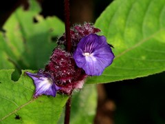 Neuracanthus sphaerostachyus