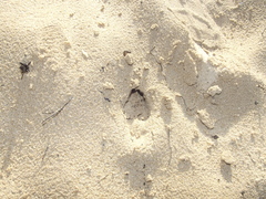 Raphicerus melanotis