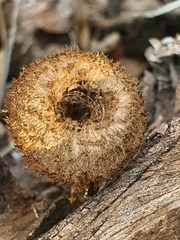 Lentinus stuppeus