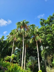 Saribus rotundifolius