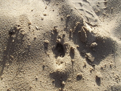 Raphicerus melanotis