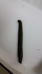 Hirudinaria manillensis