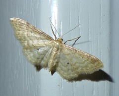 Idaea fuscovenosa