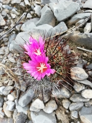 Coryphantha ramillosa