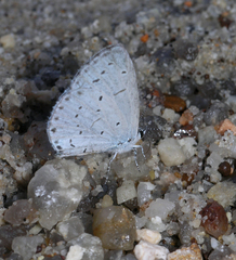 Celastrina argiolus ladonides