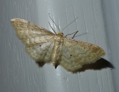 Idaea fuscovenosa