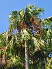 Saribus rotundifolius