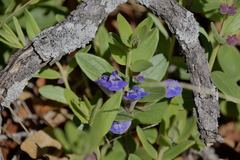 Scutellaria brittonii