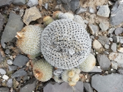 Epithelantha greggii