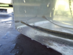 Syngnathus temminckii