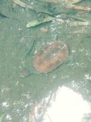 Hydromedusa maximiliani