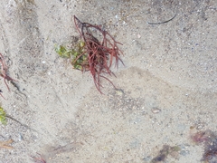 Solieriaceae