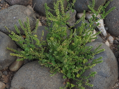 Basilicum polystachyon