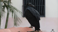 Coragyps atratus