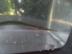 Syngnathus temminckii