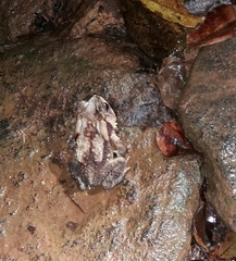 Duttaphrynus noellerti