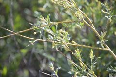 Salix lasiandra caudata