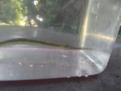 Syngnathus temminckii