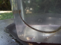 Syngnathus temminckii