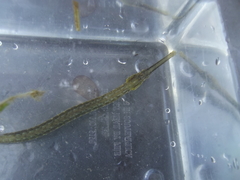 Syngnathus temminckii