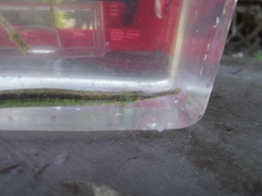 Syngnathus temminckii